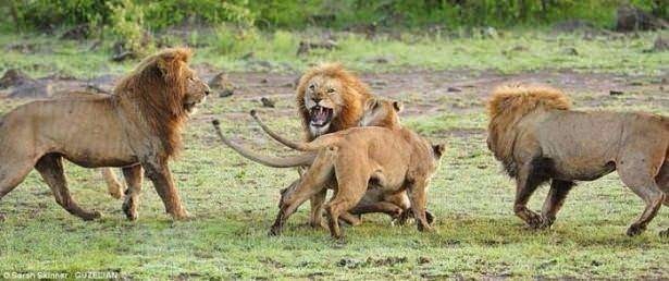 Aslan karizmayı fena çizdirdi 13