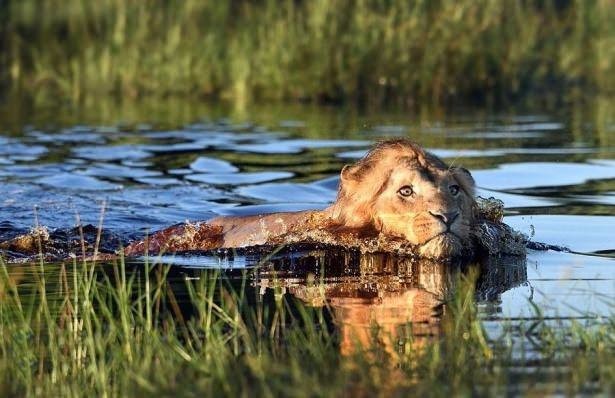 Aslan karizmayı fena çizdirdi 2