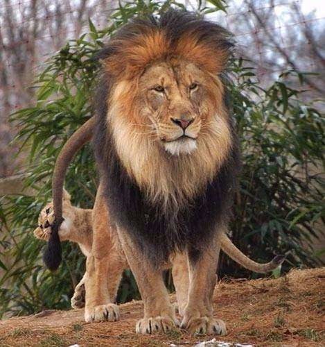 Aslan karizmayı fena çizdirdi 21