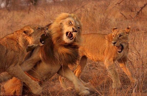 Aslan karizmayı fena çizdirdi 27