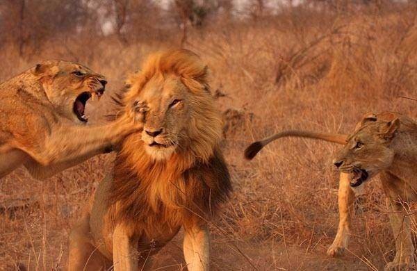 Aslan karizmayı fena çizdirdi 28