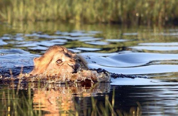 Aslan karizmayı fena çizdirdi 3