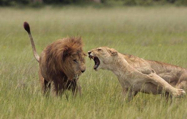 Aslan karizmayı fena çizdirdi 31