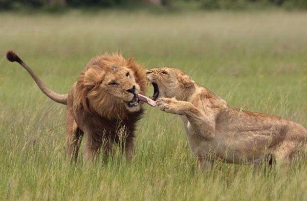 Aslan karizmayı fena çizdirdi 32