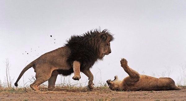 Aslan karizmayı fena çizdirdi 34