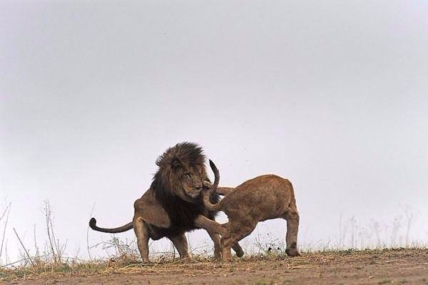 Aslan karizmayı fena çizdirdi 35