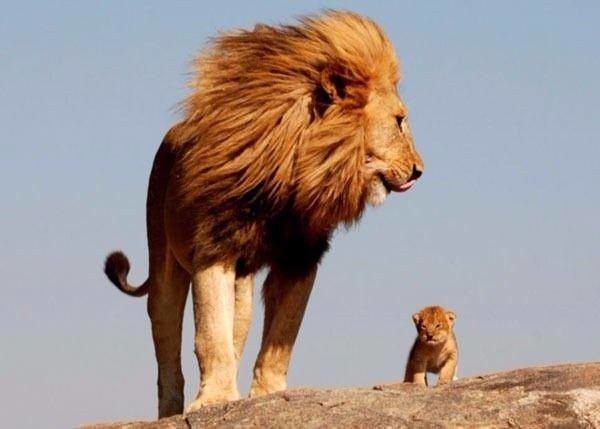 Aslan karizmayı fena çizdirdi 36