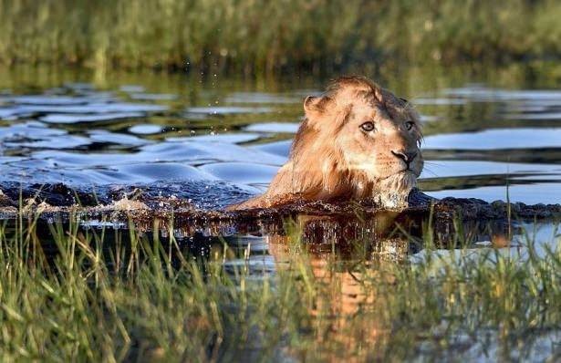 Aslan karizmayı fena çizdirdi 6