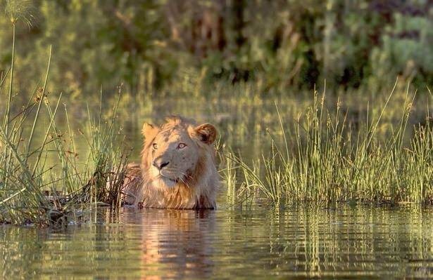 Aslan karizmayı fena çizdirdi 7