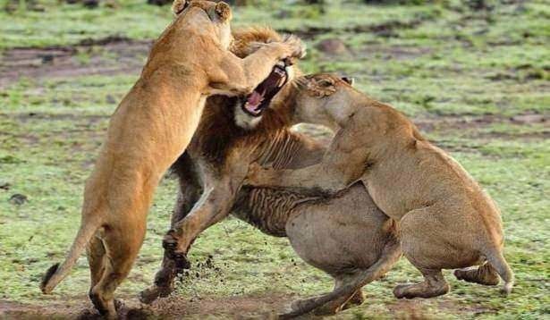 Aslan karizmayı fena çizdirdi 8