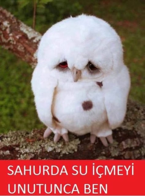 İşte Ramazan caps'leri 2