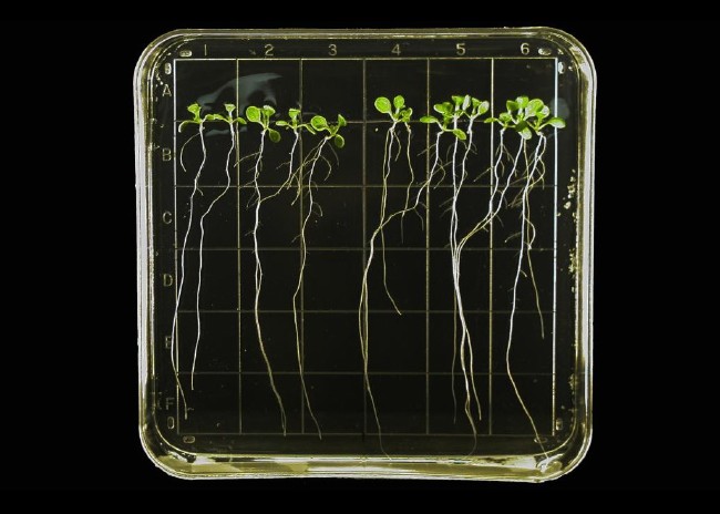 NASA'nın Uzay Bitkileri 2