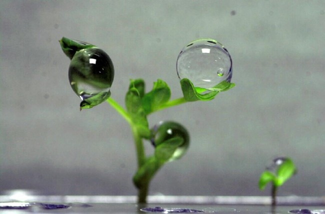 NASA'nın Uzay Bitkileri 3