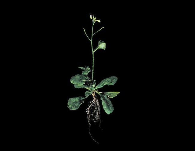 NASA'nın Uzay Bitkileri 5