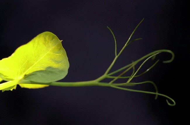 NASA'nın Uzay Bitkileri 6