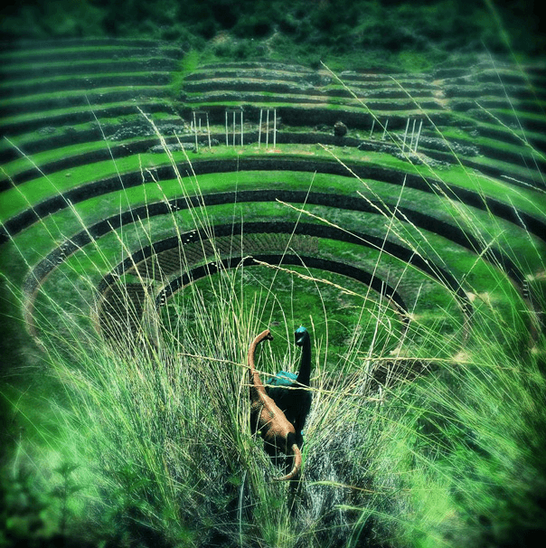 Dinazorlar dünya turunda 5