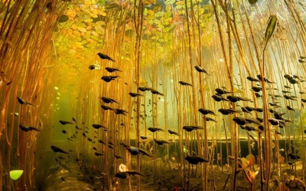 İnanılmaz ama gerçek 7