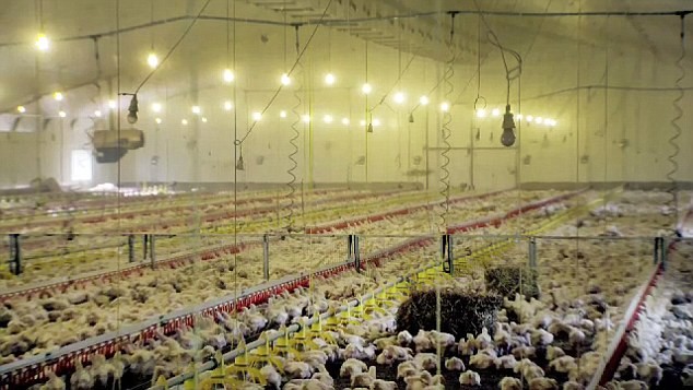 İşte üretim aşamaları 19