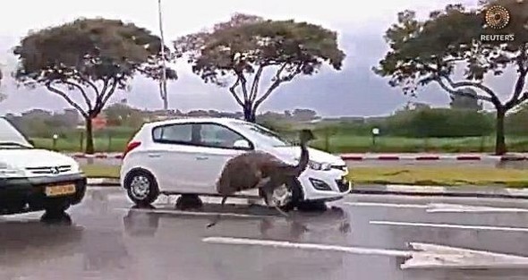 Trafikte şaşırtan görüntüler 15