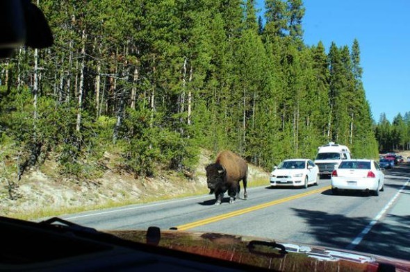 Trafikte şaşırtan görüntüler 4