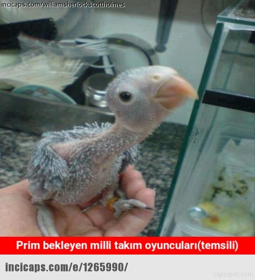 EURO 2016’ya veda capsleri 16