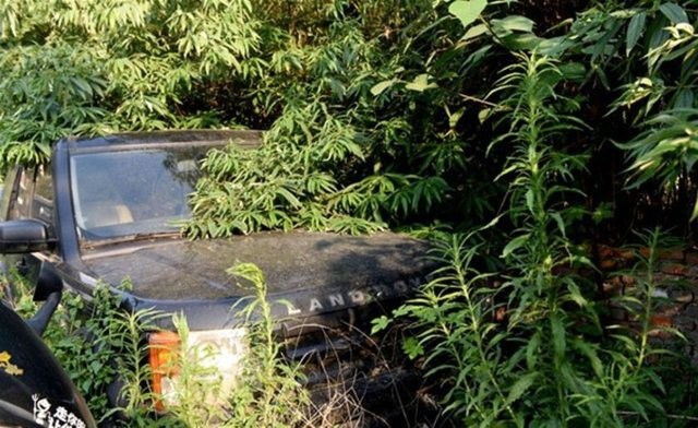 Hepsi servet değerinde, çürümeye bırakıldılar 4