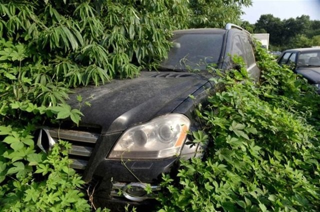 Hepsi servet değerinde, çürümeye bırakıldılar 5