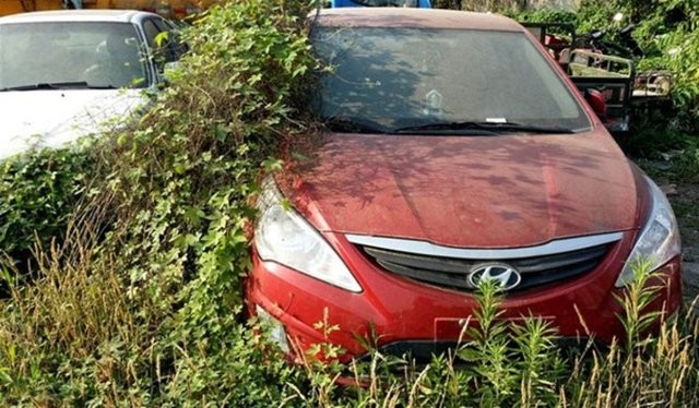 Hepsi servet değerinde, çürümeye bırakıldılar 7