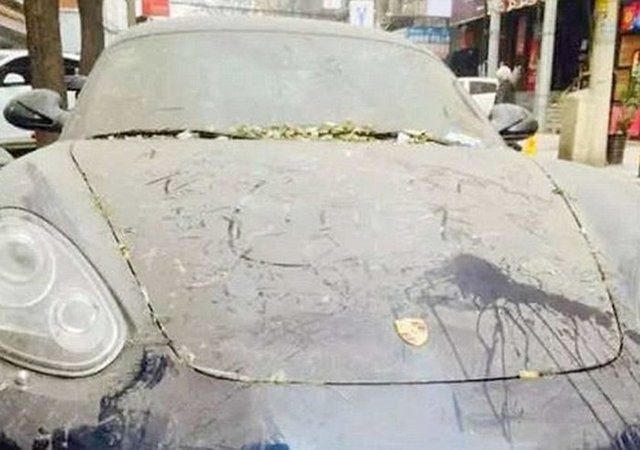 Hepsi servet değerinde, çürümeye bırakıldılar 82