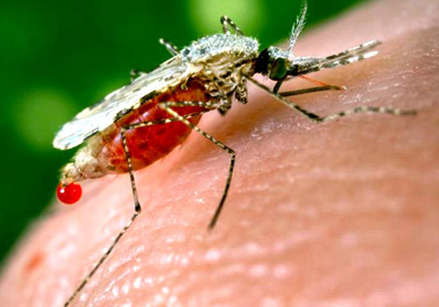 Sivrisinek en çok kimleri ısırır 10