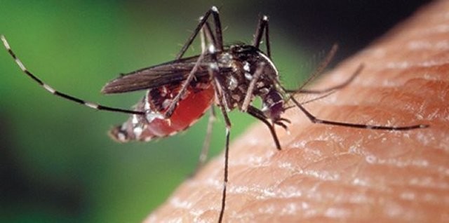 Sivrisinek en çok kimleri ısırır 25