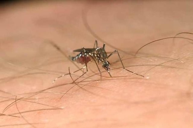 Sivrisinek en çok kimleri ısırır 27