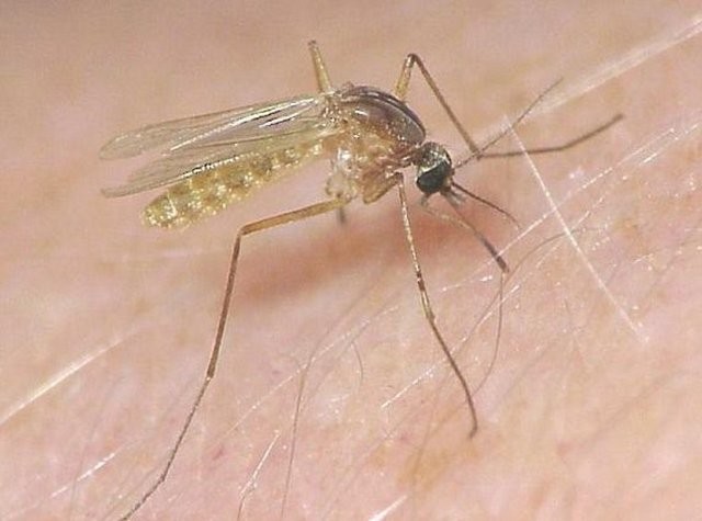 Sivrisinek en çok kimleri ısırır 43