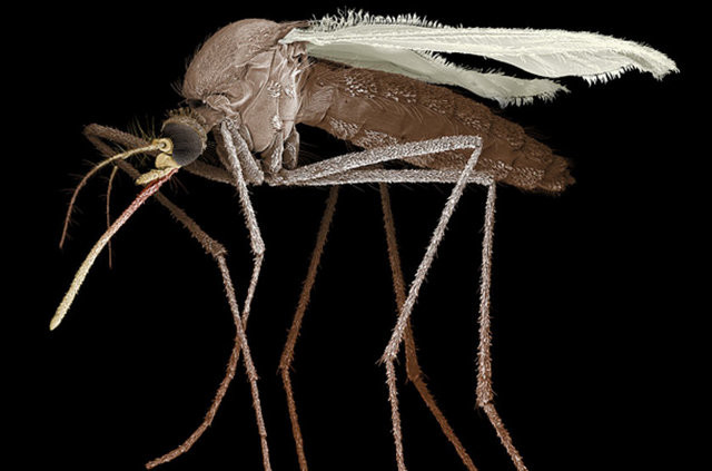 Sivrisinek en çok kimleri ısırır 47