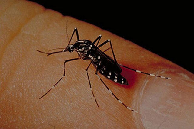 Sivrisinek en çok kimleri ısırır 48