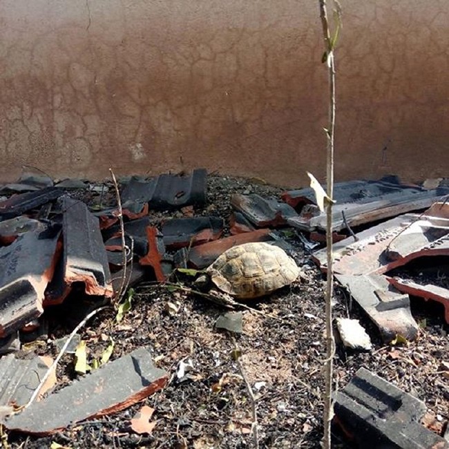 Tatil merkezi Adrasan'da orman yangını 6