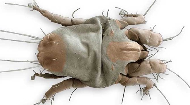 Dikkat bilim insanları uyarıyor: Sabah yatağınızı toplamayın 7