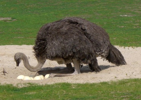 Doğru bildiğimiz yanlışlar 41