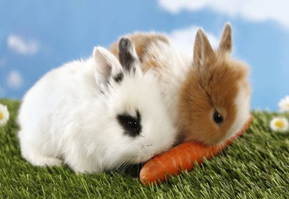 Doğru bildiğimiz yanlışlar 50