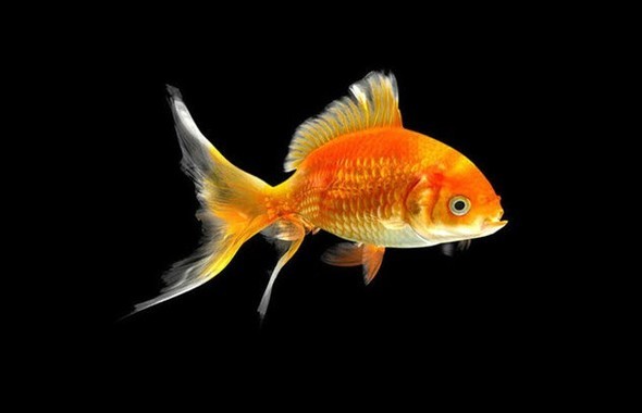 Doğru bildiğimiz yanlışlar 54