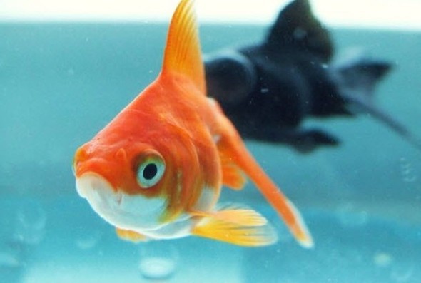 Doğru bildiğimiz yanlışlar 55