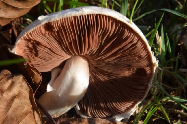 Peygamberimizin en sevdiği yiyecek ve içecekler 22