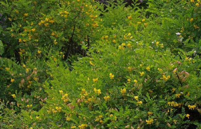 Peygamberimizin en sevdiği yiyecek ve içecekler 33