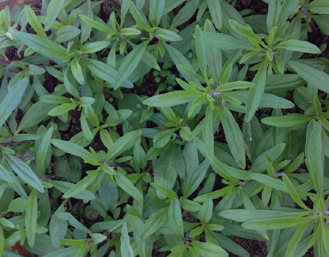 Peygamberimizin en sevdiği yiyecek ve içecekler 35