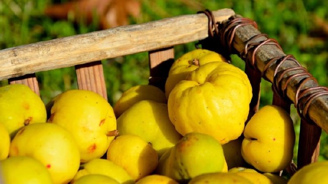 Peygamberimizin en sevdiği yiyecek ve içecekler 47