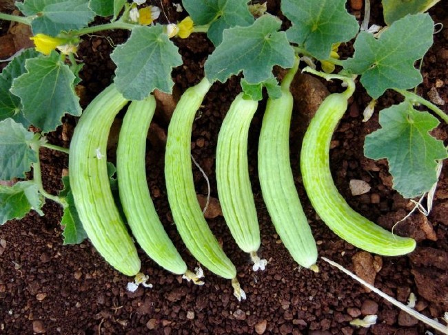 Peygamberimizin en sevdiği yiyecek ve içecekler 51