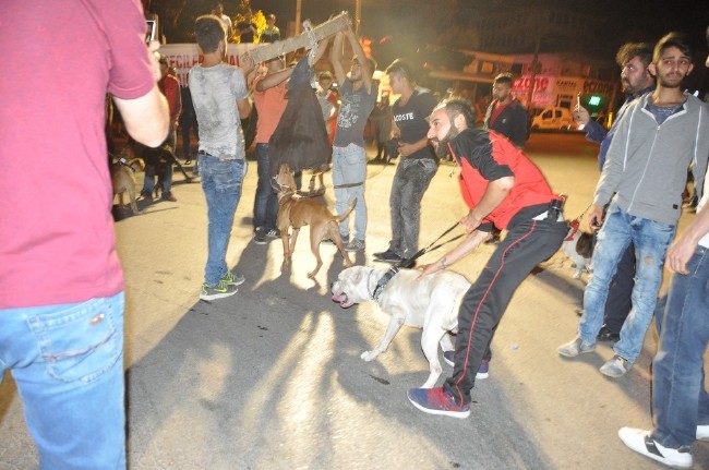 Köpeklere Fethullah Gülen maketini parçalattırdılar 5