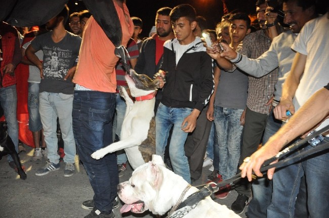 Köpeklere Fethullah Gülen maketini parçalattırdılar 6