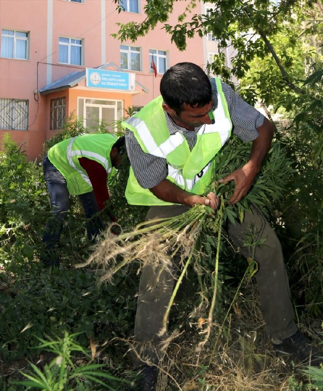 FETÖ'nün kız yurdundan Hint Keneviri çıktı 10