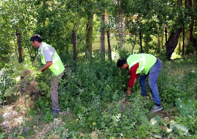 FETÖ'nün kız yurdundan Hint Keneviri çıktı 7